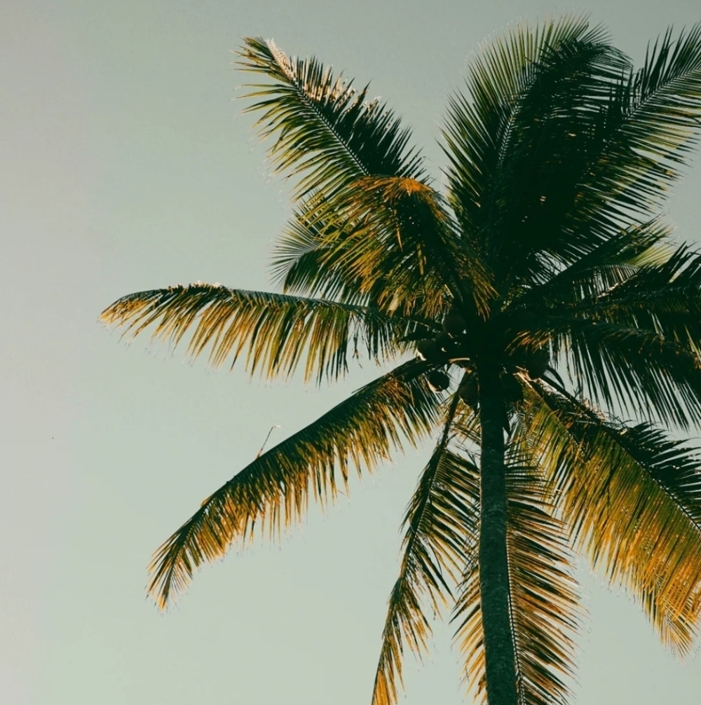Sand + Fog Coconut & Palm Body Lotion - Picture 3 of 3
